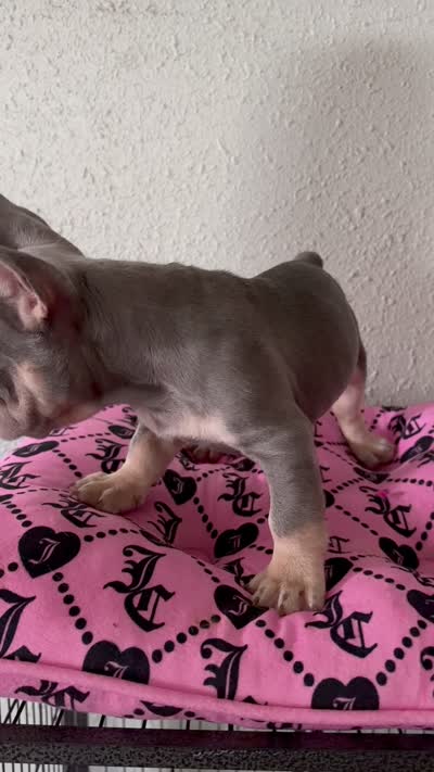 Male Frenchie, a male French Bulldog for sale in Tucson, AZ – 5 of 6