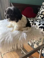 Female, a female Shih Tzu for sale in Tucson, AZ – 6 of 10