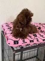 Male , a male Shih Tzu for sale in Tucson, AZ – 3 of 5