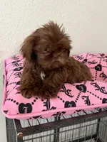 Male , a male Shih Tzu for sale in Tucson, AZ – 2 of 5