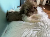 Female, a female Shih Tzu for sale in Tucson, AZ – 7 of 9