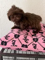 Male , a male Shih Tzu for sale in Tucson, AZ – 1 of 5