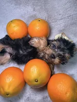 El chicle , a male Yorkshire Terrier for sale in West Palm Beach, FL – 2 of 4