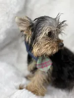 Lilo, a male Yorkshire Terrier for sale in West Palm Beach, FL – 3 of 3