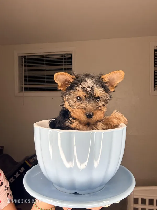 Milo – Yorkshire Terrier puppy for sale in West Palm Beach, FL