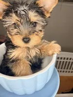 Milo, a male Yorkshire Terrier for sale in West Palm Beach, FL – Photo 3 of 3