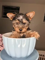 Milo, a male Yorkshire Terrier for sale in West Palm Beach, FL – Photo 2 of 3