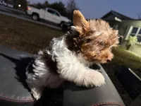 Coci, a male Yorkshire Terrier for sale in West Palm Beach, FL – Photo 2 of 2