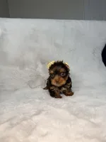 Choco , a male Yorkshire Terrier for sale in West Palm Beach, FL – 7 of 9