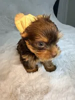 Choco , a male Yorkshire Terrier for sale in West Palm Beach, FL – 6 of 9