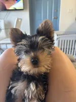 Papi, a male Yorkshire Terrier for sale in West Palm Beach, FL – 2 of 5
