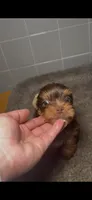 Chocolate , a male Yorkshire Terrier for sale in West Palm Beach, FL – 4 of 7