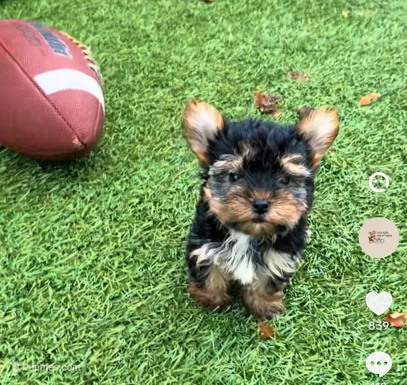 Papi – Yorkshire Terrier puppy for sale in West Palm Beach, FL