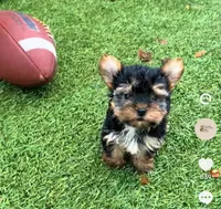 Papi, a male Yorkshire Terrier for sale in West Palm Beach, FL – 1 of 5