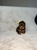 Choco , a male Yorkshire Terrier for sale in West Palm Beach, FL – 9 of 9