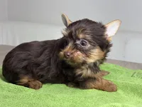 Chocolate , a male Yorkshire Terrier for sale in West Palm Beach, FL – Photo 3 of 3