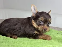 Chocolate , a male Yorkshire Terrier for sale in West Palm Beach, FL – Photo 2 of 3
