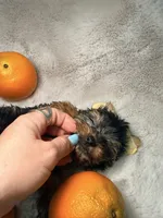 El chicle , a male Yorkshire Terrier for sale in West Palm Beach, FL – 3 of 4