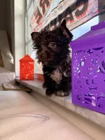 Cocoa , a male Yorkshire Terrier for sale in West Palm Beach, FL – 6 of 7
