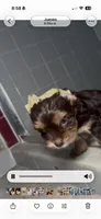 Chocolate , a male Yorkshire Terrier for sale in West Palm Beach, FL – 5 of 7