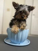 Enzo , a male Yorkshire Terrier for sale in West Palm Beach, FL – 2 of 2