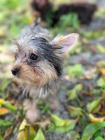 Poppy, a male Yorkshire Terrier for sale in West Palm Beach, FL – 2 of 4