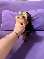 Pupy, a male Yorkshire Terrier for sale in West Palm Beach, FL – Photo 5 of 5
