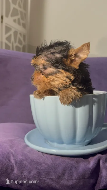 Pupy – Yorkshire Terrier puppy for sale in West Palm Beach, FL
