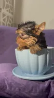 Pupy, a male Yorkshire Terrier for sale in West Palm Beach, FL – Photo 1 of 5
