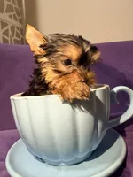 Pupy, a male Yorkshire Terrier for sale in West Palm Beach, FL – Photo 3 of 5