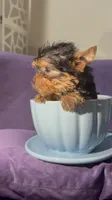 Pupy, a male Yorkshire Terrier for sale in West Palm Beach, FL – Photo 2 of 5