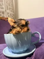 Pupy, a male Yorkshire Terrier for sale in West Palm Beach, FL – Photo 4 of 5