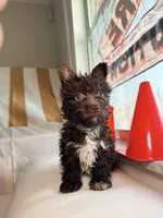 Cocoa , a male Yorkshire Terrier for sale in West Palm Beach, FL – 3 of 7