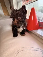 Cocoa , a male Yorkshire Terrier for sale in West Palm Beach, FL – 2 of 7
