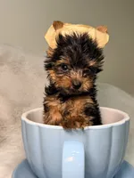El chicle , a male Yorkshire Terrier for sale in West Palm Beach, FL – 4 of 4