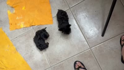 Charli , a male Yorkshire Terrier for sale in West Palm Beach, FL – 2 of 2