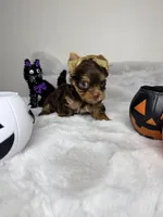 Choco, a male Yorkshire Terrier for sale in West Palm Beach, FL – 5 of 5