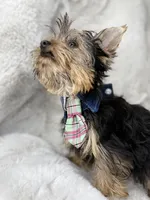 Lilo, a male Yorkshire Terrier for sale in West Palm Beach, FL – 2 of 3