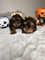 Choco, a male Yorkshire Terrier for sale in West Palm Beach, FL – 3 of 5