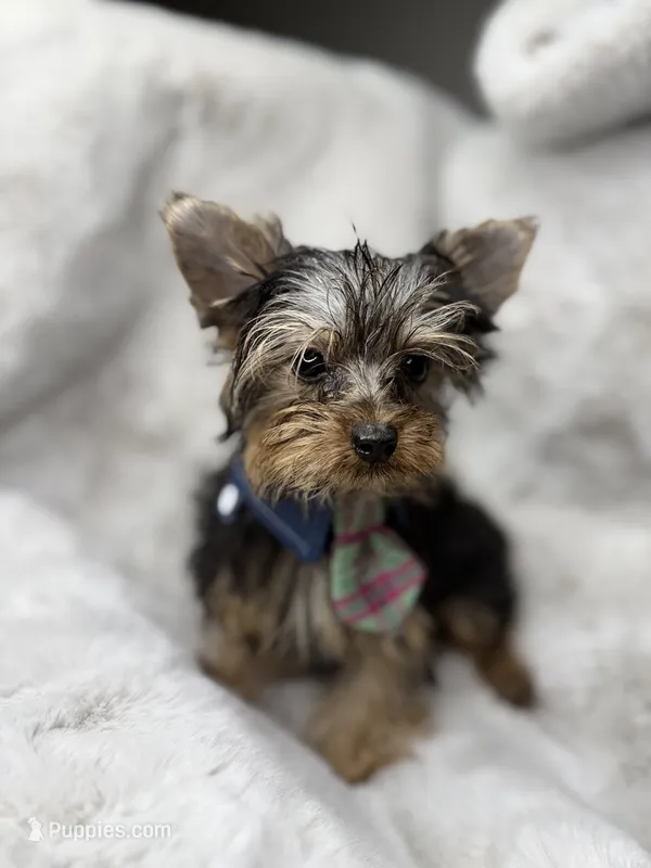 Lilo – Yorkshire Terrier puppy for sale in West Palm Beach, FL