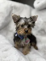 Lilo, a male Yorkshire Terrier for sale in West Palm Beach, FL – 1 of 3