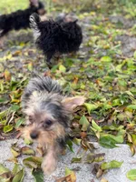 Poppy, a male Yorkshire Terrier for sale in West Palm Beach, FL – 3 of 4