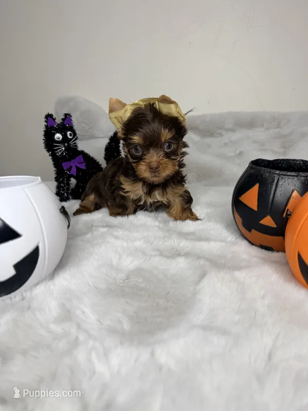 Choco, a male Yorkshire Terrier for sale in West Palm Beach, FL – 1 of 5