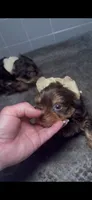 Chocolate , a male Yorkshire Terrier for sale in West Palm Beach, FL – 7 of 7