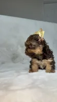 Choco , a male Yorkshire Terrier for sale in West Palm Beach, FL – 4 of 9