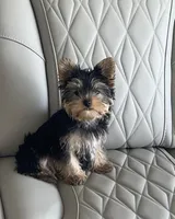 Papi, a male Yorkshire Terrier for sale in West Palm Beach, FL – 5 of 5