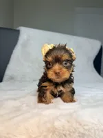 Choco , a male Yorkshire Terrier for sale in West Palm Beach, FL – 3 of 9