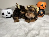 Choco, a male Yorkshire Terrier for sale in West Palm Beach, FL – 2 of 5