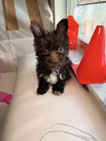 Cocoa , a male Yorkshire Terrier for sale in West Palm Beach, FL – 7 of 7