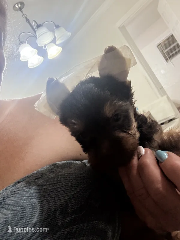 Charli  – Yorkshire Terrier puppy for sale in West Palm Beach, FL